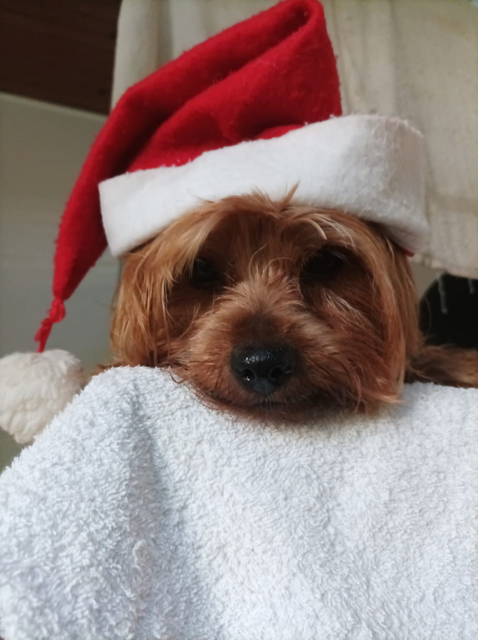 Séance de toilettage en cours au salon de Fort-de-France