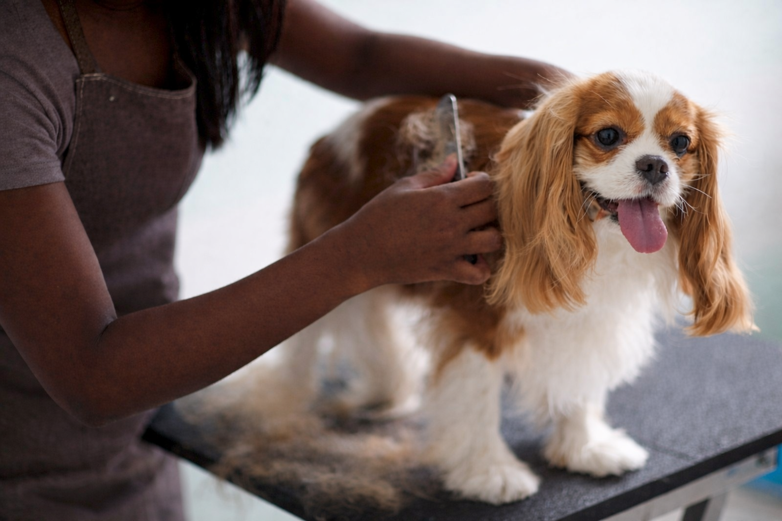 Toilettage Complet — L'Univers Canin, Fort-de-France