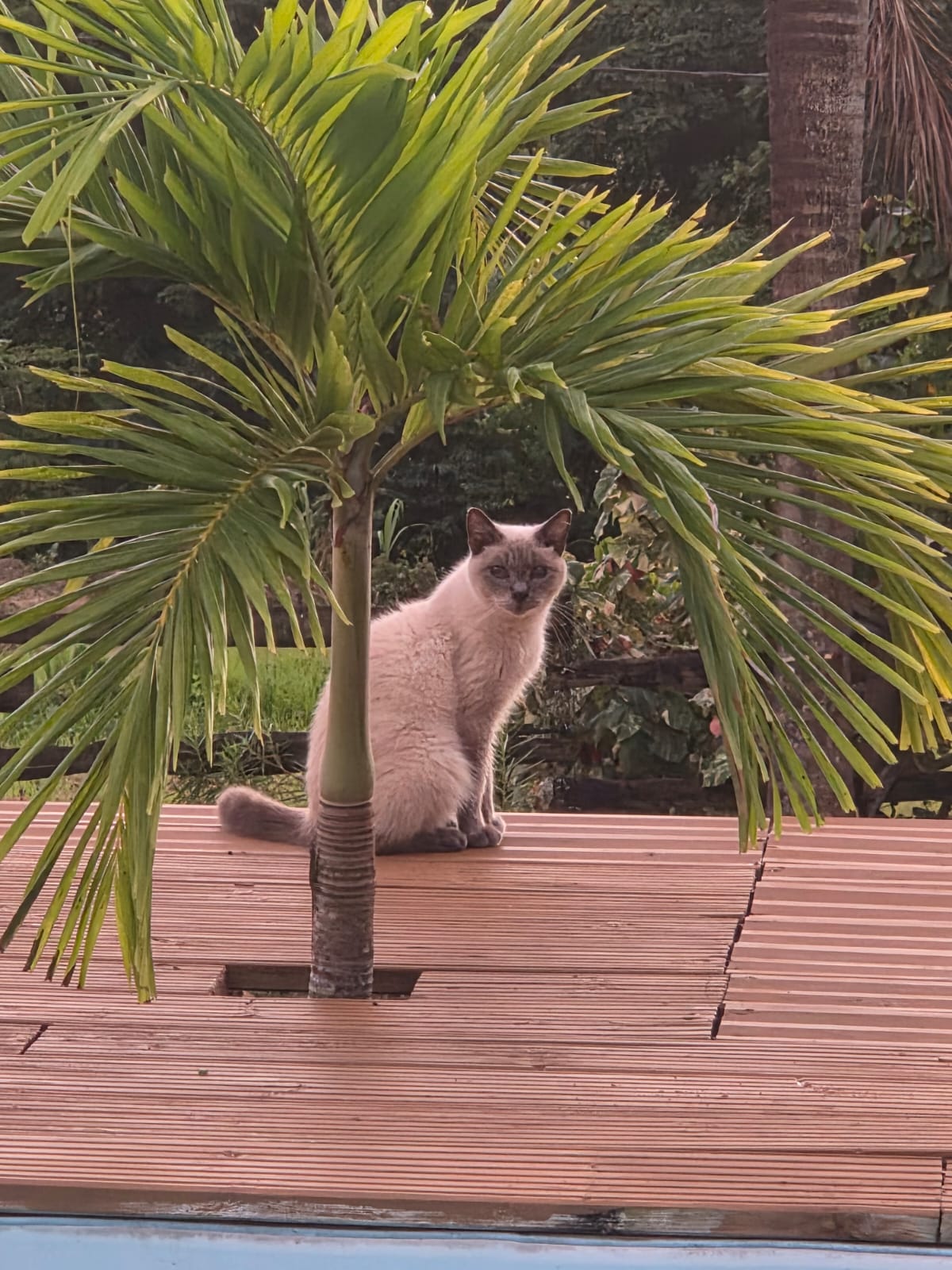Toiletteuse professionnelle au travail dans le salon L'Univers Canin à Fort-de-France, Martinique